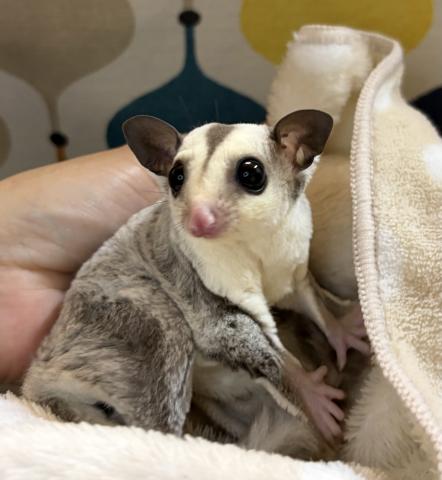 フクロモモンガ プラチナ