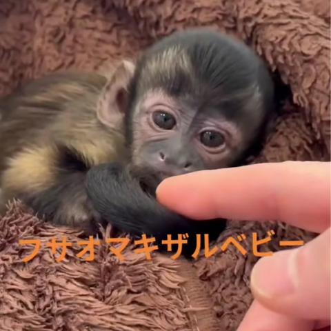 フサオマキザル