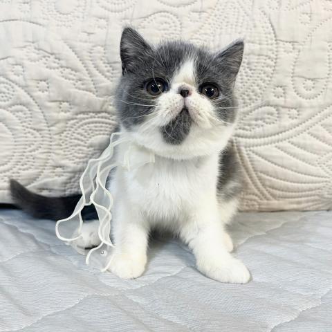 エキゾチックショートヘアー