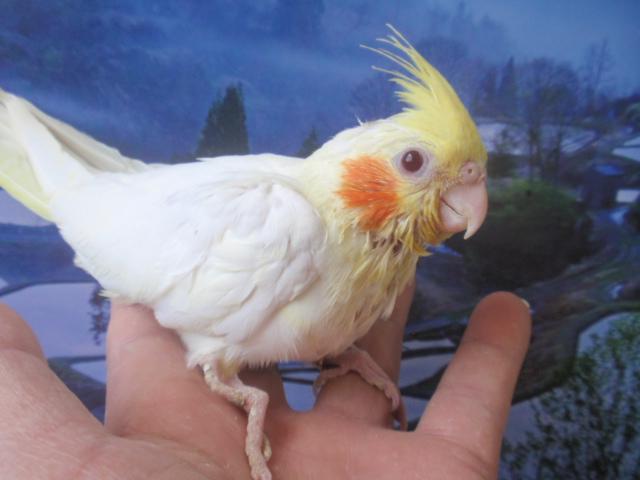オカメインコ　ルチノー　男の子　(^_-)-☆