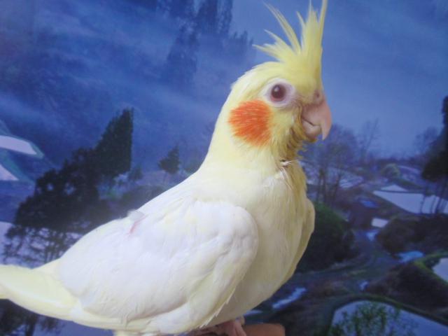 オカメインコ　ルチノー　女の子　(^_-)-☆