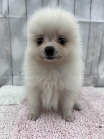 ポメラニアン