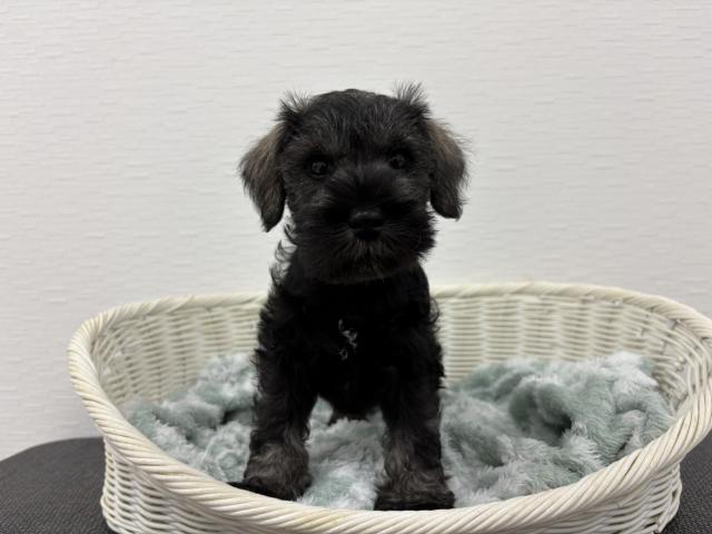 ミニチュアシュナウザー