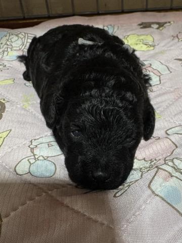 トイプードル
