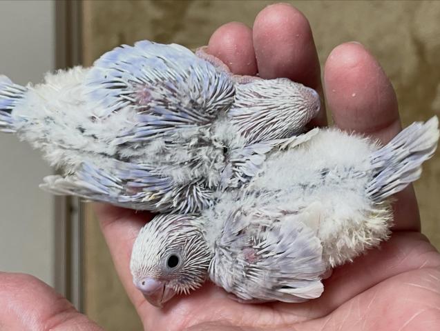 ライラックセキセイ