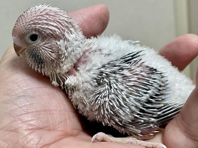 ジャンボセキセイインコ