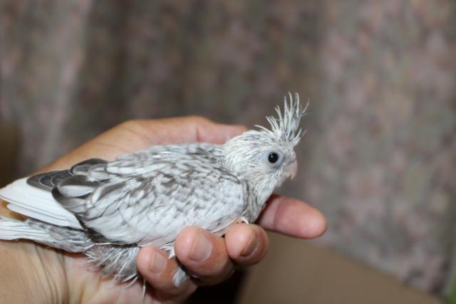 オカメ　挿し餌中