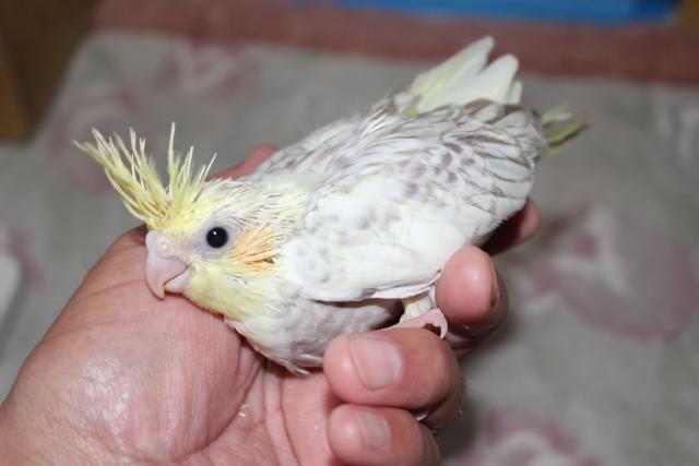 オカメ 挿し餌中
