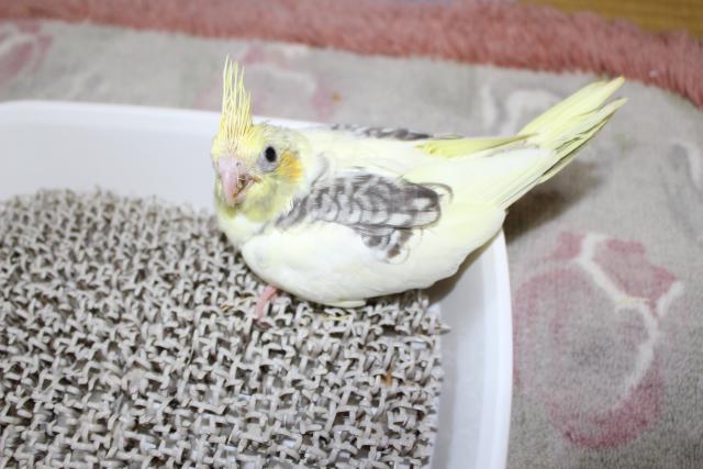 オカメ 挿し餌中