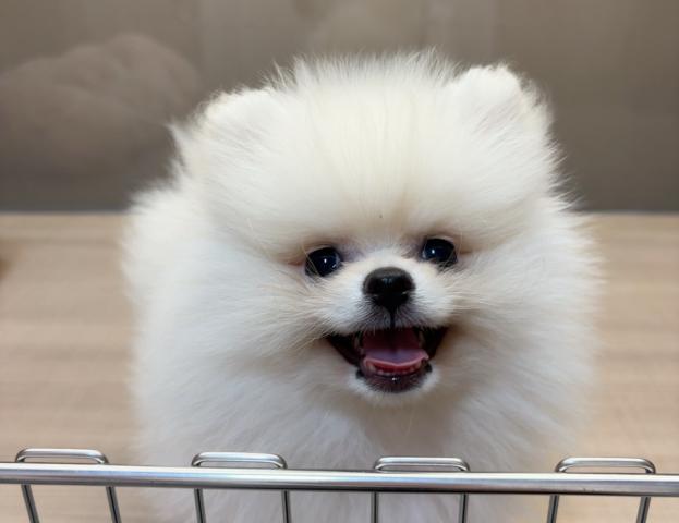 ポメラニアン