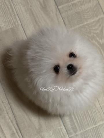 ポメラニアン