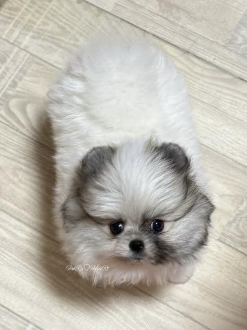 ポメラニアン