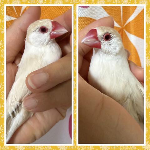 クリーム文鳥