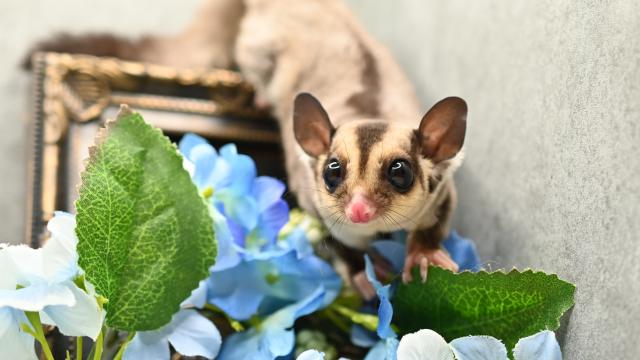 フクロモモンガ 