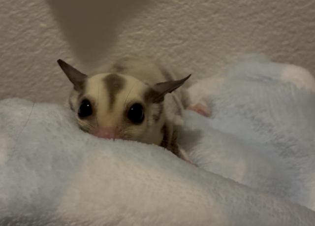 フクロモモンガ プラチナ