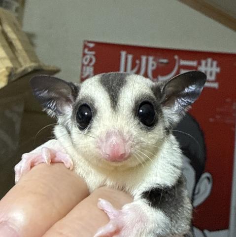 ホワイトテールモザイクhetアルビノ