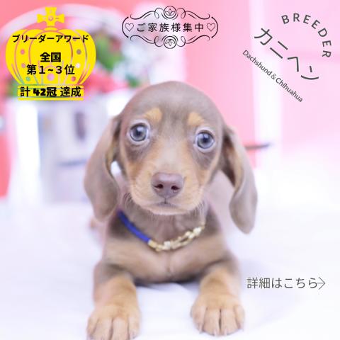 カニヘンダックスフンド　スムース