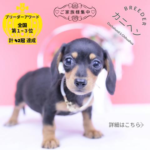 カニヘンダックスフンド　スムース