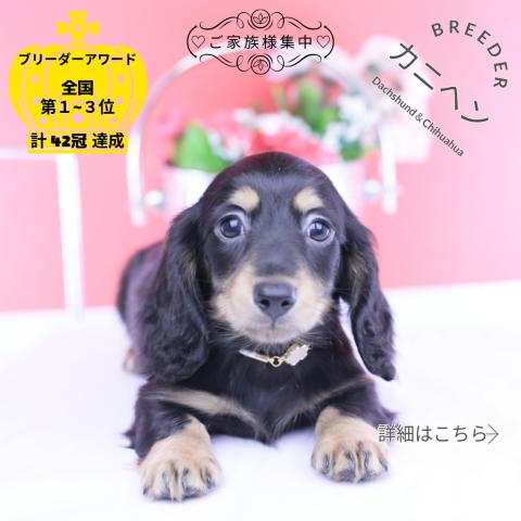 カニヘンダックスフンド　ロング