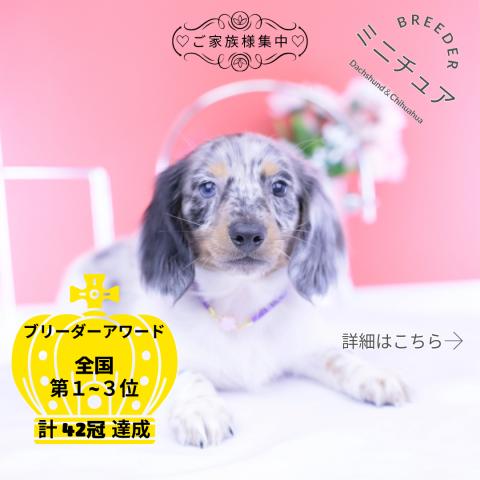 ミニチュアダックスフンド　ロング