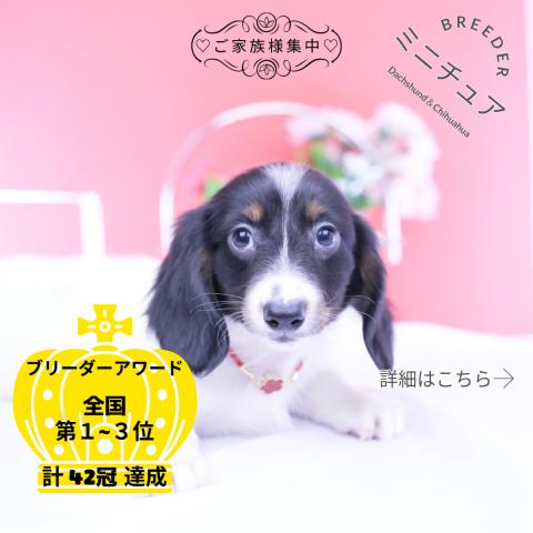 ミニチュアダックスフンド　ロング