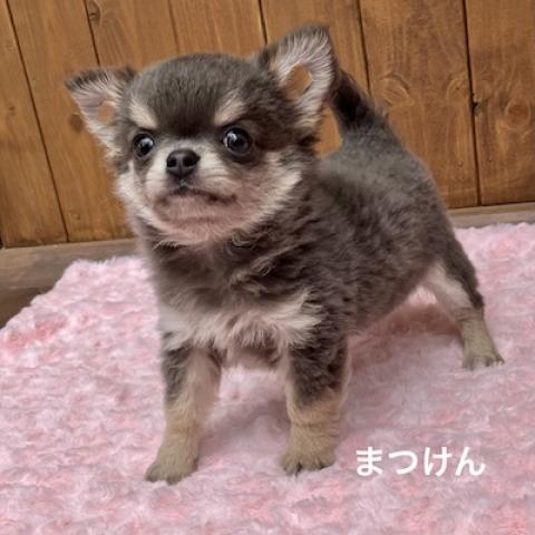チワワ(ロングコート)