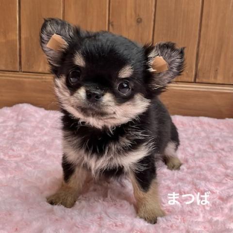 チワワ(ロングコート)
