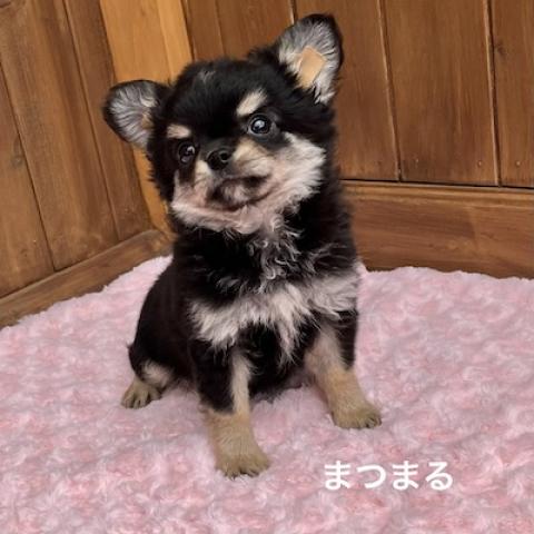 チワワ(ロングコート)