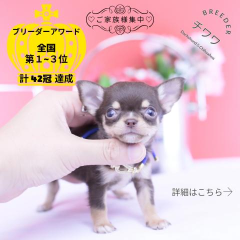 チワワ スムース