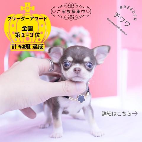 チワワ スムース