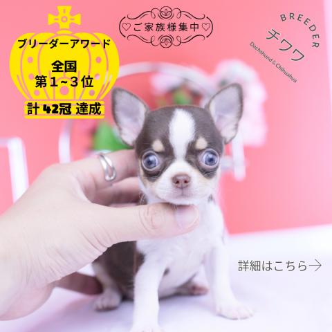 チワワ スムース