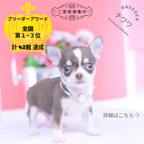チワワ スムース