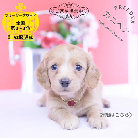 カニヘンダックスフンド　ロング