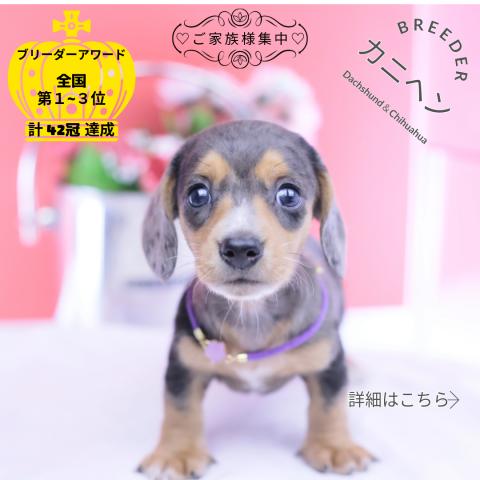 カニヘンダックスフンド　スムース