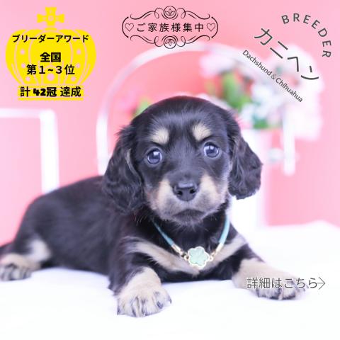カニヘンダックスフンド　ロング