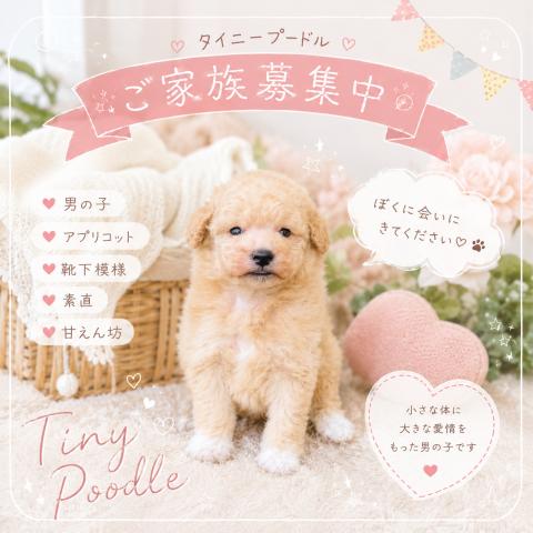トイプードル