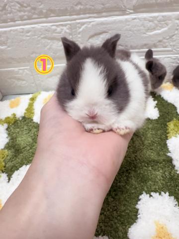 台湾ドワーフラビット