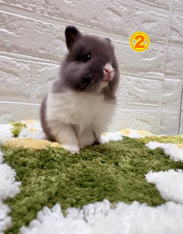 台湾ドワーフラビット②番ちゃん