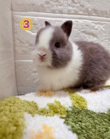 台湾ドワーフラビット