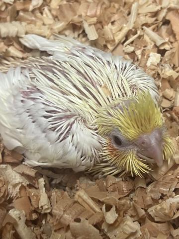 オカメインコ/ルチノー 手乗り雛