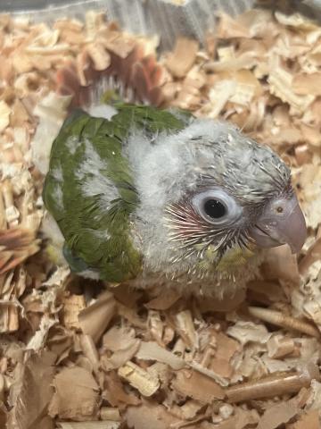 ウロコインコ/レッドパイナップル 手乗り雛