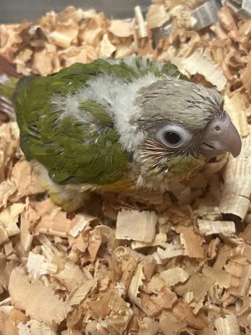 ウロコインコ/パイナップル 手乗り雛