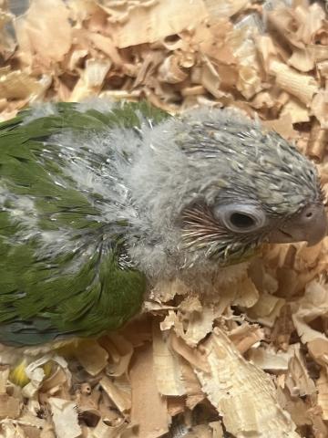 ウロコインコ/レッドパイナップル 手乗り雛