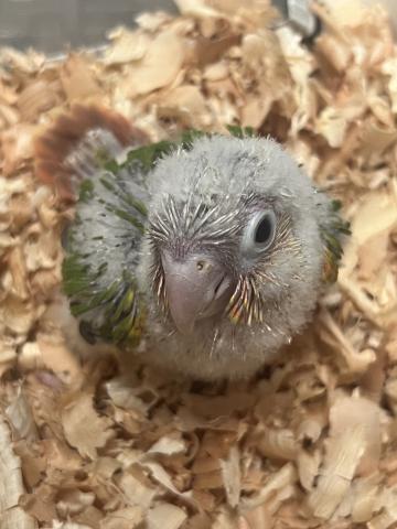 ウロコインコ/レッドパイナップル 手乗り雛