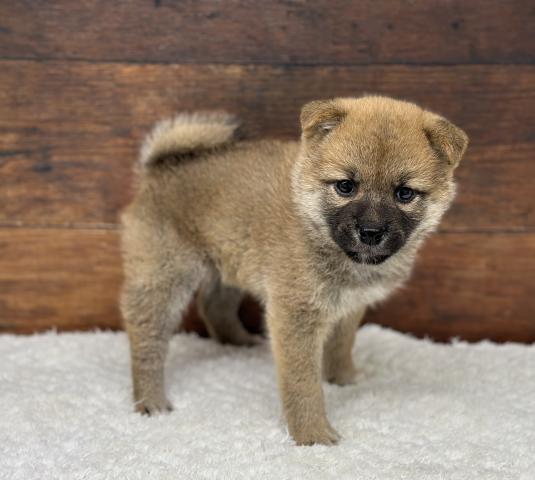 柴犬