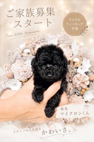 トイプードル