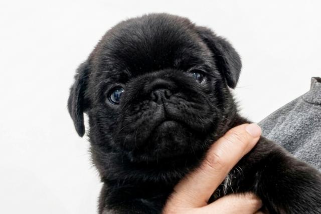 パグ