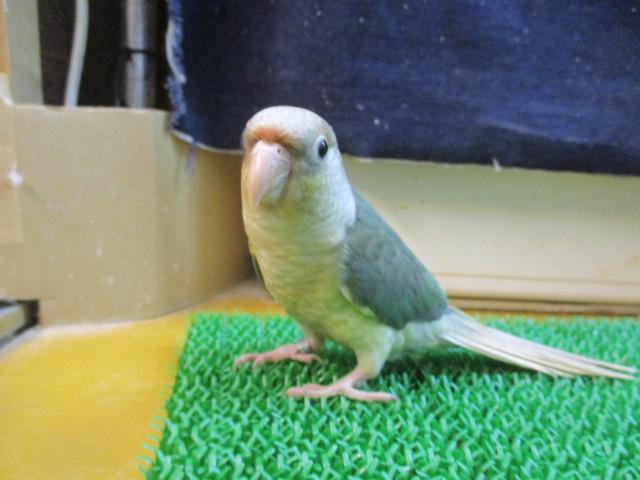 ホオミドリウロコインコ