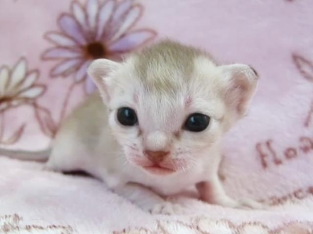 シンガプーラ