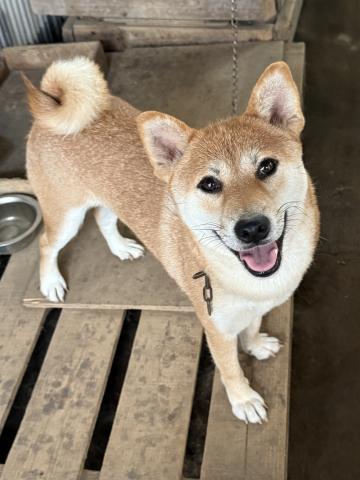 柴犬